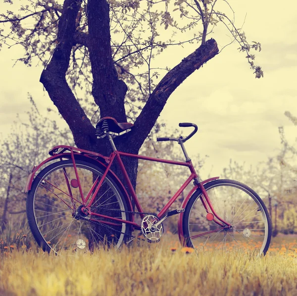 Красива Природа Велосипедом Трав Янистому Лузі — стокове фото