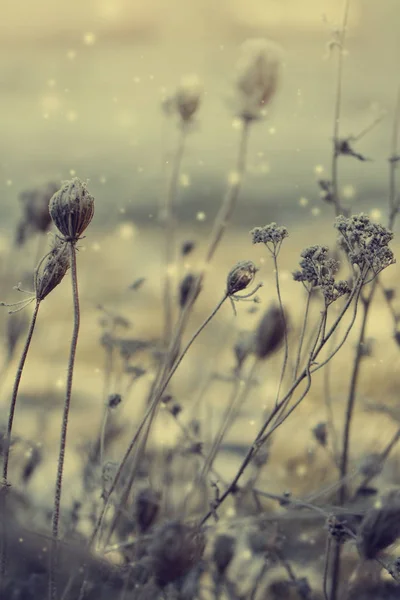 Närbild Bild Frysta Växter Med Snö — Stockfoto