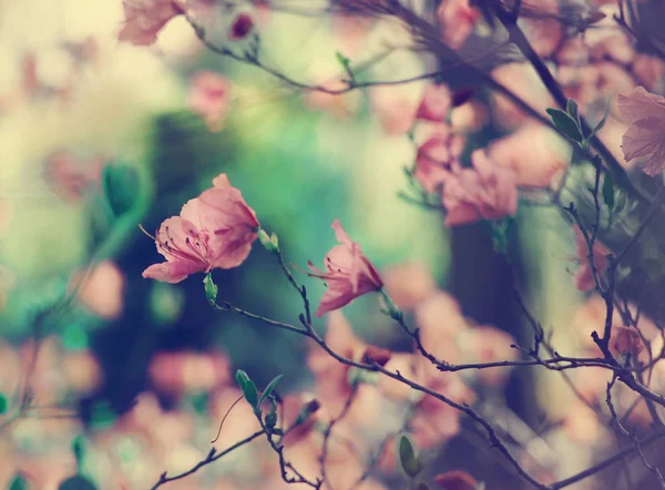 Vista Close Galhos Árvores Frescas Com Flores Contra Fundo Desfocado — Fotografia de Stock