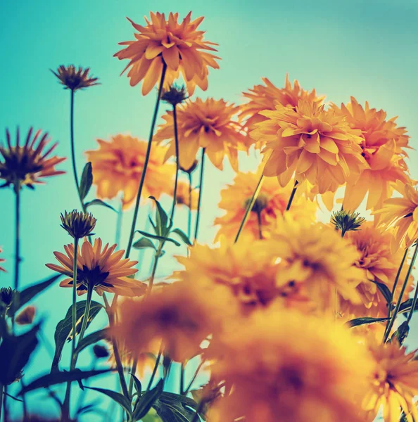 Chrysanthèmes Jaunes Poussant Sur Les Buissons Dans Jardin — Photo