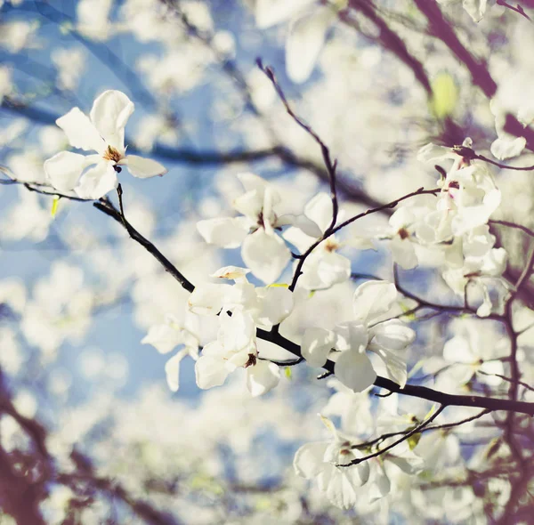 Nahaufnahme Von Kirschbaumblüten Vor Verschwommenem Hintergrund — Stockfoto