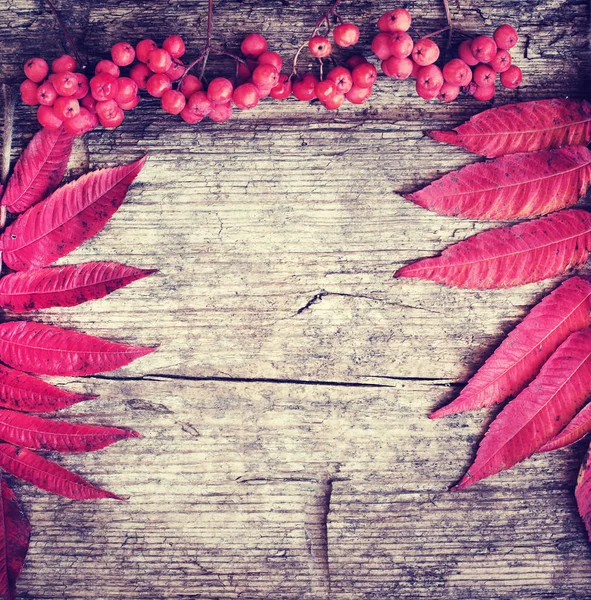 Κάτοψη Του Φθινοπώρου Φύλλα Μούρα Τοποθετηθεί Πάνω Από Ξύλινες Φόντο — Φωτογραφία Αρχείου