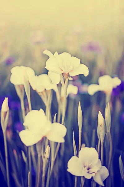 Íris Florescendo Branco Com Folhas Verdes Jardim — Fotografia de Stock