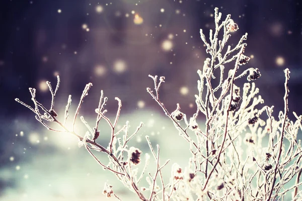 Vista Ravvicinata Dei Rami Ghiacciati Con Neve — Foto Stock