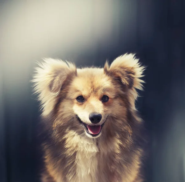 在黑暗背景的可爱的狗特写镜头视图 — 图库照片