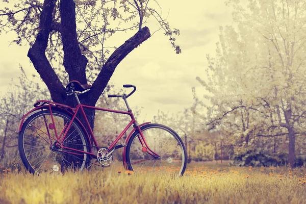 Hermosa Naturaleza Con Bicicleta Prado Herboso — Foto de Stock