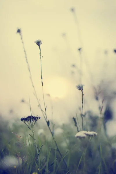 Primo Piano Fiori Campo Sul Prato Giorno — Foto Stock