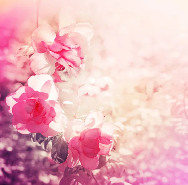 粉红色玫瑰在阳光下生长在花园里 — 图库照片