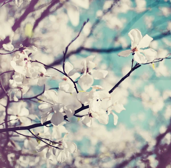 Closeup Προβολή Δέντρου Κερασιών Λουλούδια Θολή Φόντο — Φωτογραφία Αρχείου