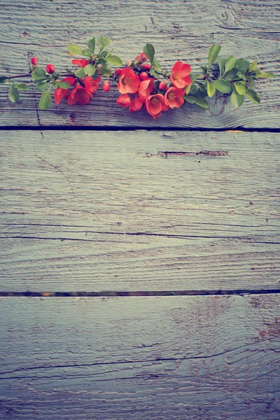 Branche Colorée Fleurs Sur Fond Bois — Photo