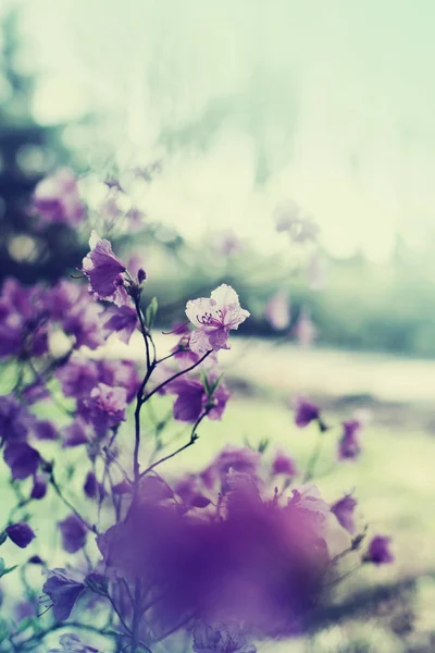 Vista Close Galhos Árvores Frescas Com Flores Contra Fundo Desfocado — Fotografia de Stock