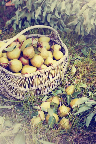 Pile Pears Basket Green Grass Garden — Stock Photo, Image