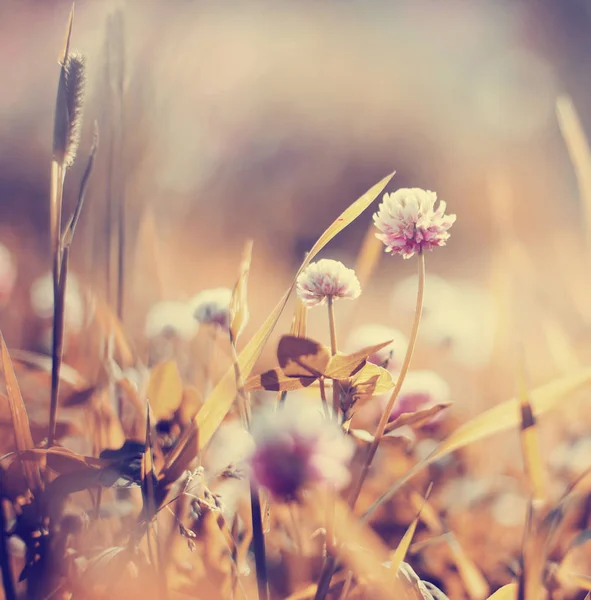 Śliczne Kwiatuszki Polanie Leśnej — Zdjęcie stockowe