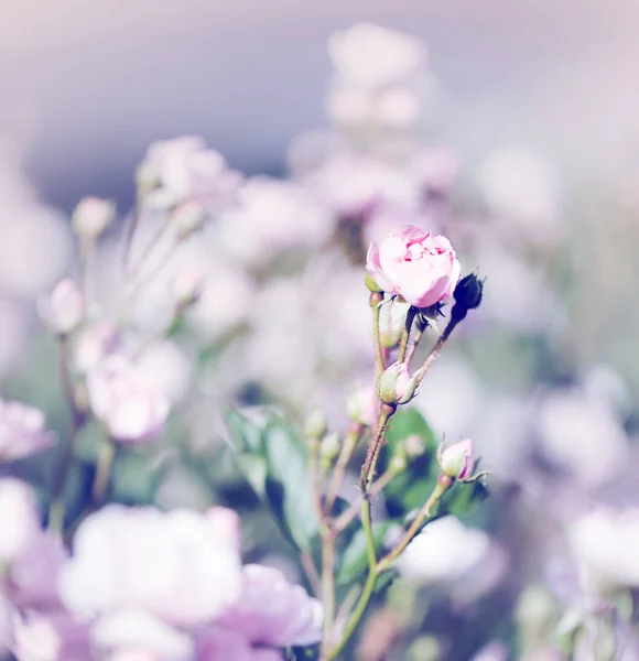 Vackra Blommande Blommor Suddig Bakgrund — Stockfoto