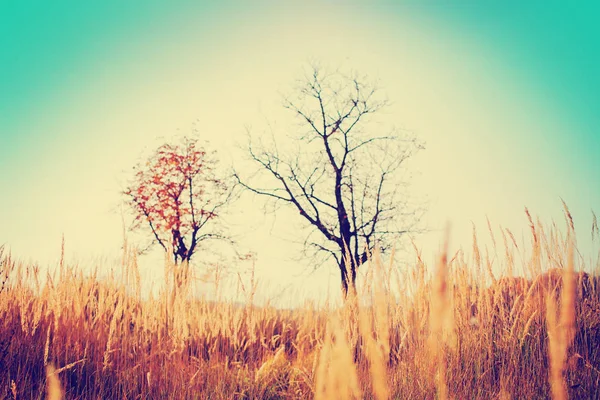 Malebný Pohled Krásné Podzimní Zlaté Pole Stromy — Stock fotografie
