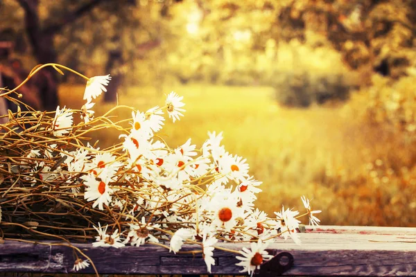 Świeżych Ciętych Kwiatów Chamomiles Drewnianym Stole Ogrodzie — Zdjęcie stockowe