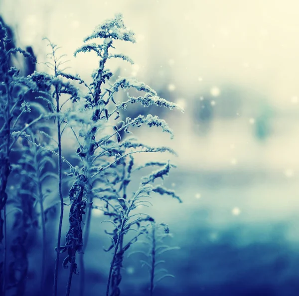 冰冻植物雪的特写镜头视图 — 图库照片