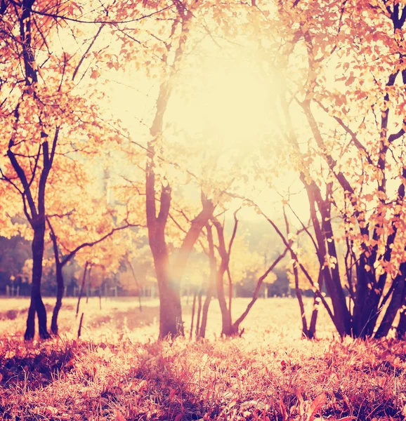 güzel sonbahar altın orman manzaralı görünüm