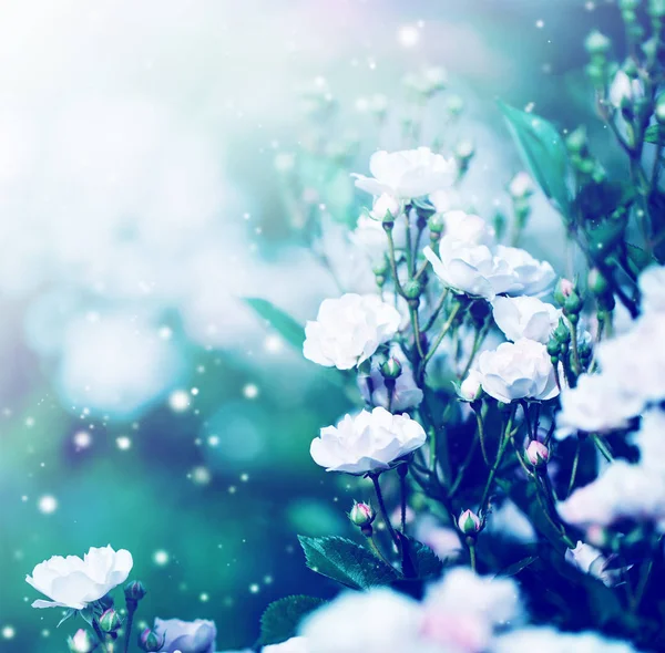 Красивые Розы Саду Снежинками Винтажных Цветах — стоковое фото