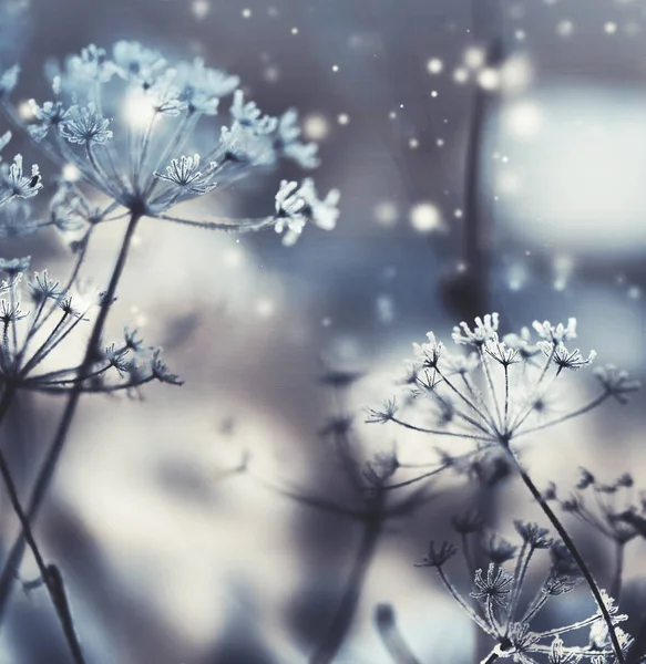 Detailní Pohled Zmrzlé Rostliny Sněhem — Stock fotografie