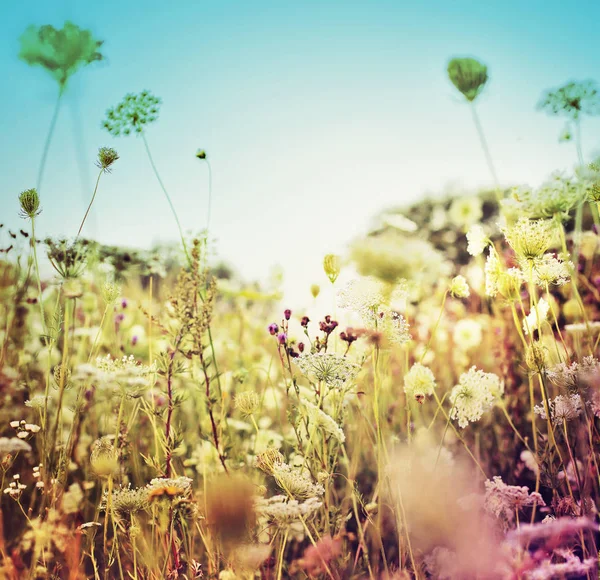 Schattige Kleine Bloemen Onscherpe Achtergrond — Stockfoto