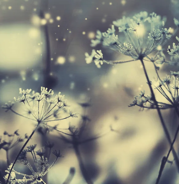 Wyświetlić Zbliżenie Zamarzłych Roślin Śniegu — Zdjęcie stockowe