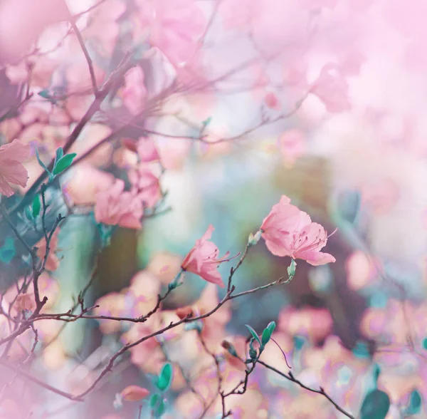 Vértes Kilátás Friss Faágakat Ellen Elmosódott Háttér Virágokkal — Stock Fotó