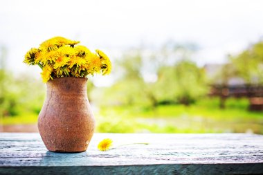 taze dandelions Bahçe masada rustik vazoda kesme