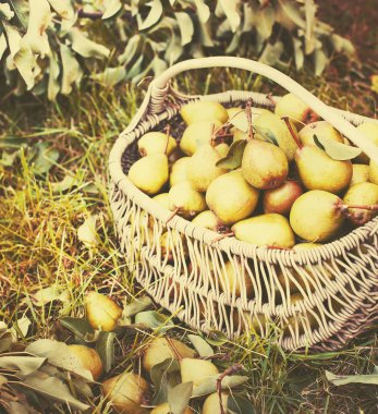 armut bahçede yeşil çimenlerin üzerinde sepette yığını