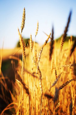 Alan altın hasat buğday kulak 