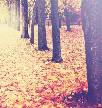 güzel sonbahar altın Park Manzaralı görünüm