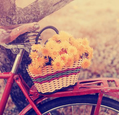 vintage bisiklet üzerinde asılı dandelions sepetle closeup görünümü