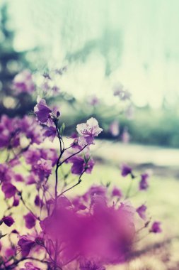 taze ağaç dalları arka plan bulanık karşı çiçekli closeup görünümü