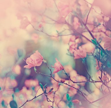 Arka plan bulanık şirin küçük çiçekler