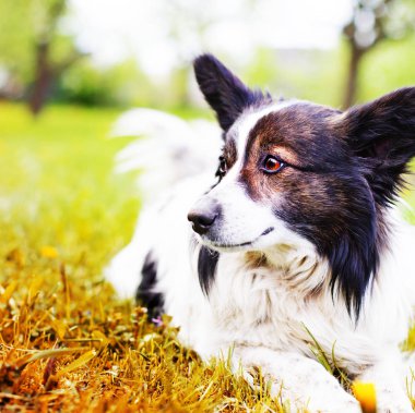 Sevimli siyah ve beyaz köpek çim döşeme
