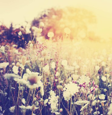 Sevimli küçük çiçekler orman çayır üzerinde