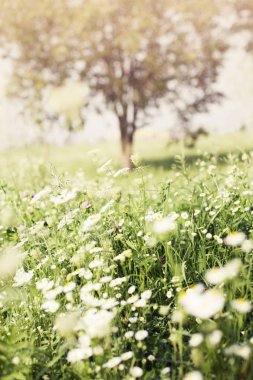 Arka plan bulanık üzerinde güzel çiçek açan çiçekler