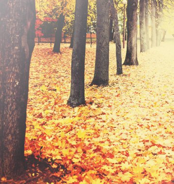 güzel sonbahar altın orman manzaralı görünüm