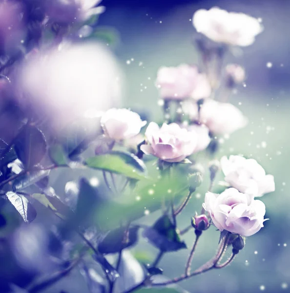 Hermosas Rosas Jardín Con Copos Nieve Colores Vintage —  Fotos de Stock