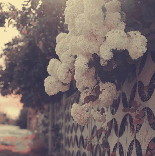 Vista Close Flores Brancas Lilás Crescendo Jardim — Fotografia de Stock