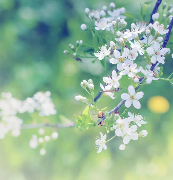 Vista Cerca Ramas Árboles Frescos Con Flores Sobre Fondo Borroso — Foto de Stock