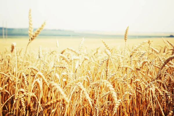 Campo Raccolta Oro Spighe Grano — Foto Stock