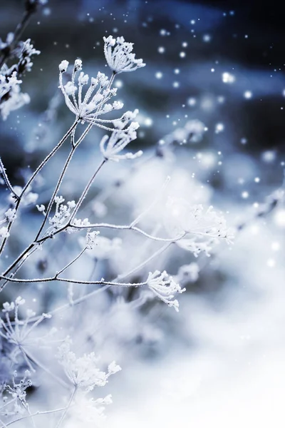 Nahaufnahme Gefrorener Äste Mit Schnee — Stockfoto