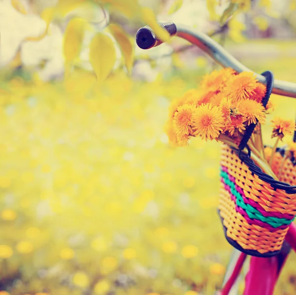 Closeup View Basket Dandelions Hanging Vintage Bicycle — Stock Photo, Image