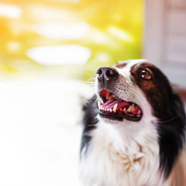 特写镜头的可爱的边境牧羊犬狗反对模糊的背景 — 图库照片