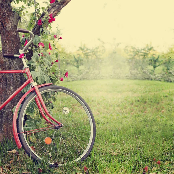 Belle Nature Avec Vélo Sur Prairie Herbeuse — Photo