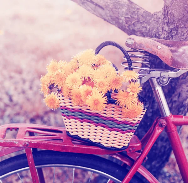 Diente León Amarillo Fresco Cesta Asiento Bicicleta Campo — Foto de Stock