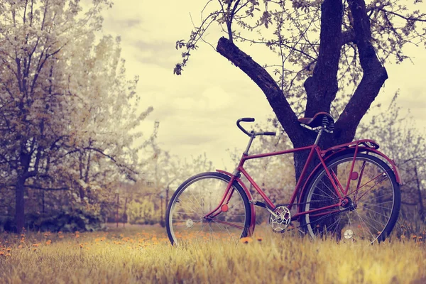 Vintage Aparcamiento Bicicleta Roja Lado Del Árbol Parque — Foto de Stock