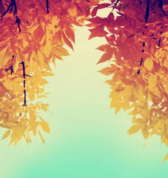 美しいゴールデン秋の木の枝の底面図 — ストック写真