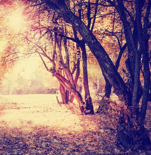Piękny Widok Piękny Jesienny Złoty Las — Zdjęcie stockowe